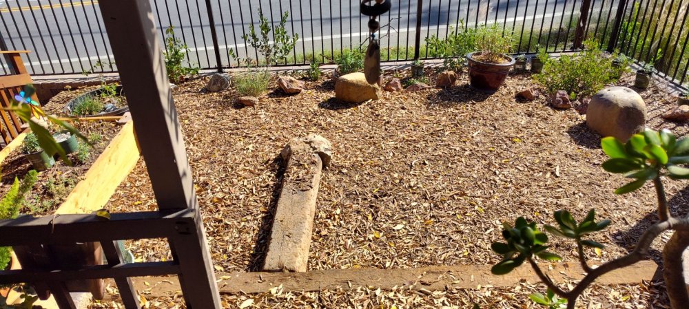 Native/Pollinator Garden