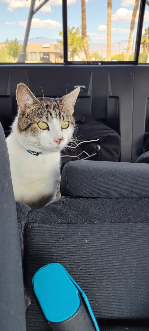 Bobo Jangles s Cat